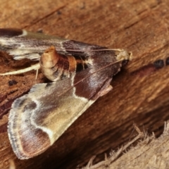 Pyralis farinalis at Melba, ACT - 25 Jan 2021