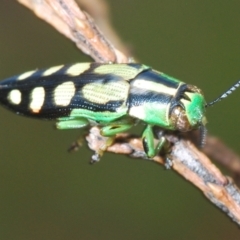 Diadoxus erythrurus (Callitris jewel beetle) at Bredbo, NSW - 2 Feb 2021 by Harrisi