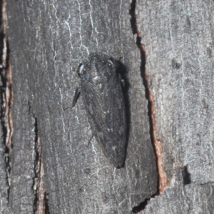 Cicadellidae (family) at Bredbo, NSW - 2 Feb 2021