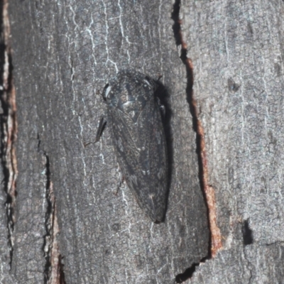 Cicadellidae (family) (Unidentified leafhopper) at Bredbo, NSW - 2 Feb 2021 by Harrisi