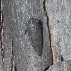Unidentified Leafhopper & planthopper (Hemiptera, several families) (TBC) at Bredbo, NSW - 2 Feb 2021 by Harrisi