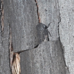 Cicadellidae (family) at Bredbo, NSW - 2 Feb 2021