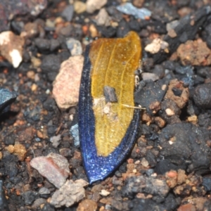 Temognatha suturalis at Bredbo, NSW - 2 Feb 2021