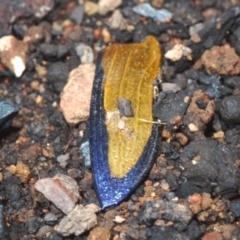 Temognatha suturalis (Boldy sutured jewel beetle) at Bredbo, NSW - 2 Feb 2021 by Harrisi