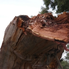 Eucalyptus blakelyi (Blakely's Red Gum) at Curtin, ACT - 1 Feb 2021 by MichaelMulvaney