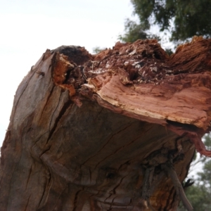 Eucalyptus blakelyi at Curtin, ACT - 1 Feb 2021 08:32 AM