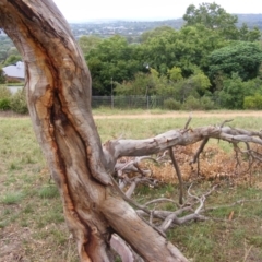 Eucalyptus blakelyi at Curtin, ACT - 1 Feb 2021