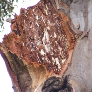 Eucalyptus blakelyi at Curtin, ACT - 1 Feb 2021
