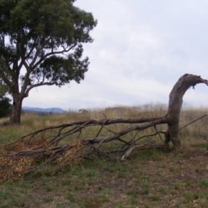 Eucalyptus blakelyi at Curtin, ACT - 1 Feb 2021 08:32 AM