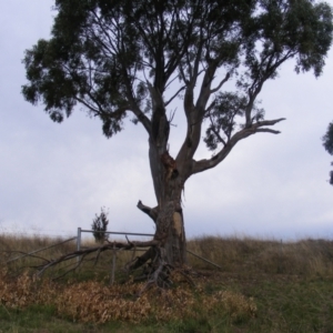 Eucalyptus blakelyi at Curtin, ACT - 1 Feb 2021 08:32 AM