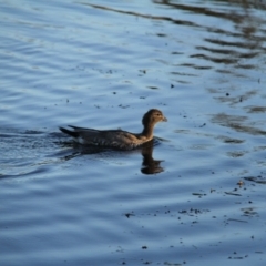 Chenonetta jubata (Australian Wood Duck) at Throsby, ACT - 3 Feb 2021 by davobj