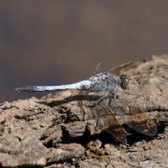 Orthetrum caledonicum (Blue Skimmer) at Mount Ainslie - 2 Feb 2021 by jbromilow50