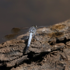 Orthetrum caledonicum at Majura, ACT - 2 Feb 2021 03:25 PM