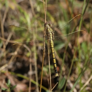 Orthetrum caledonicum at Majura, ACT - 2 Feb 2021