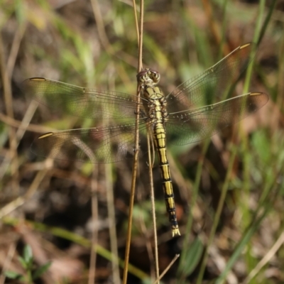 Orthetrum caledonicum (Blue Skimmer) at Mount Ainslie - 2 Feb 2021 by jbromilow50