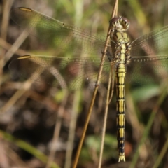 Orthetrum caledonicum at Majura, ACT - 2 Feb 2021 03:48 PM