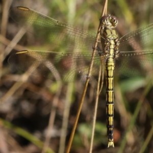 Orthetrum caledonicum at Majura, ACT - 2 Feb 2021