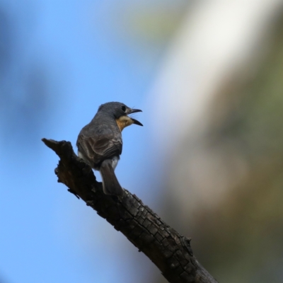 Myiagra rubecula (Leaden Flycatcher) at Majura, ACT - 2 Feb 2021 by jb2602