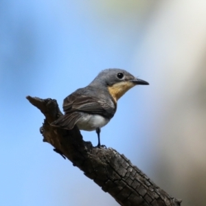 Myiagra rubecula at Majura, ACT - 2 Feb 2021