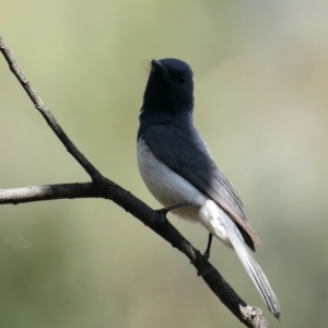 Myiagra rubecula at Majura, ACT - 2 Feb 2021