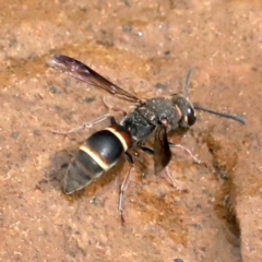 Eumeninae (subfamily) (Unidentified Potter wasp) at Mount Ainslie - 1 Feb 2021 by jb2602