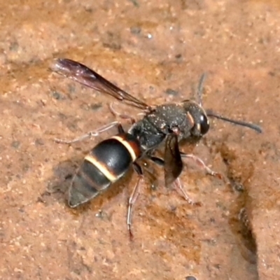 Eumeninae (subfamily) (Unidentified Potter wasp) at Ainslie, ACT - 1 Feb 2021 by jbromilow50