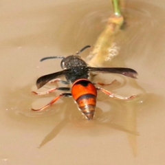 Paralastor sp. (genus) (Potter Wasp) at Mount Ainslie - 1 Feb 2021 by jb2602