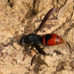 Paralastor sp. (genus) at Ainslie, ACT - 1 Feb 2021