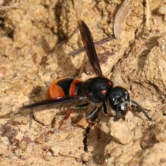 Paralastor sp. (genus) at Ainslie, ACT - 1 Feb 2021 04:12 PM