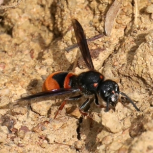 Paralastor sp. (genus) at Ainslie, ACT - 1 Feb 2021