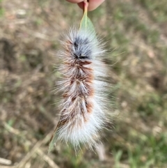 Anthela varia (Hairy Mary) at Googong, NSW - 3 Feb 2021 by FeralGhostbat