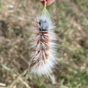 Anthela varia at Googong, NSW - 3 Feb 2021