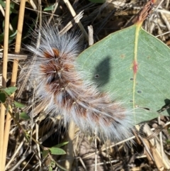 Anthela varia at Googong, NSW - 3 Feb 2021 11:28 AM