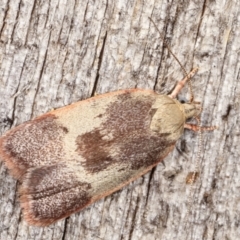 Garrha sincerella (Garrha sincerella) at Melba, ACT - 25 Jan 2021 by kasiaaus