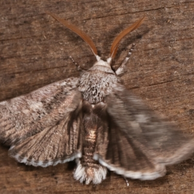 Cryptophasa irrorata (A Gelechioid moth (Xyloryctidae)) at Melba, ACT - 24 Jan 2021 by kasiaaus