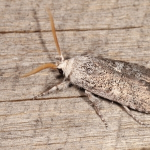 Cryptophasa irrorata at Melba, ACT - 25 Jan 2021