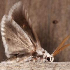 Cryptophasa irrorata at Melba, ACT - 25 Jan 2021