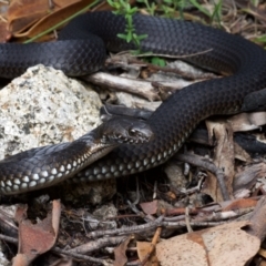 Austrelaps ramsayi (Highlands Copperhead) at Corin Reservoir - 30 Jan 2021 by BrianHerps