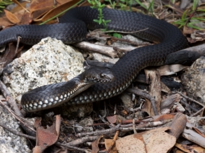 Austrelaps ramsayi (Highlands Copperhead) at Cotter River, ACT - 31 Jan 2021 by BrianLR