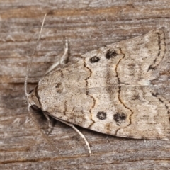 Calathusa sp nr dispila at Melba, ACT - 24 Jan 2021 by kasiaaus