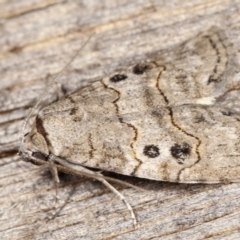 Calathusa sp nr dispila at Melba, ACT - 25 Jan 2021