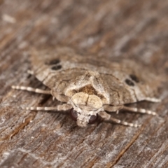 Calathusa sp nr dispila at Melba, ACT - 25 Jan 2021 12:30 AM