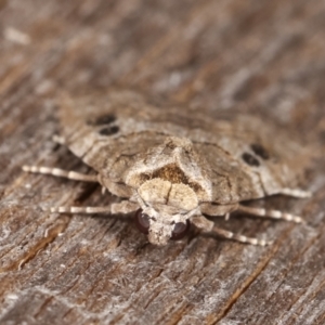 Calathusa sp nr dispila at Melba, ACT - 25 Jan 2021