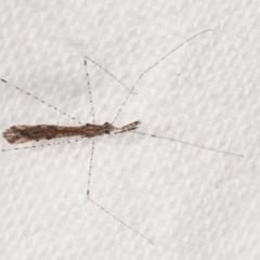 Empicoris sp. (genus) (Thread-legged assassin bug) at Melba, ACT - 24 Jan 2021 by kasiaaus