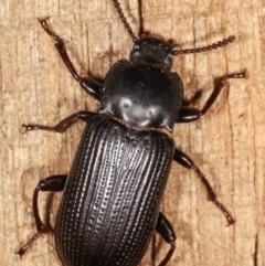Meneristes australis (Darking beetle) at Melba, ACT - 24 Jan 2021 by kasiaaus