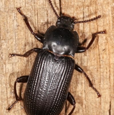 Meneristes australis (Darking beetle) at Melba, ACT - 25 Jan 2021 by kasiaaus