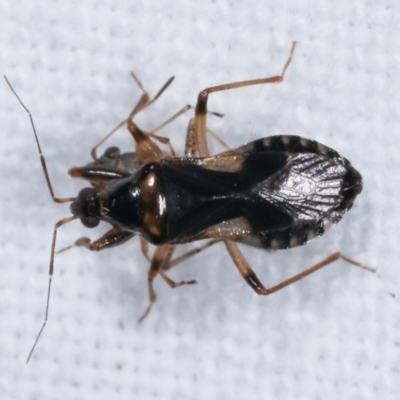 Reduviidae (family) (An assassin bug) at Melba, ACT - 24 Jan 2021 by kasiaaus
