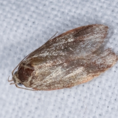 Garrha (genus) (A concealer moth) at Melba, ACT - 24 Jan 2021 by kasiaaus