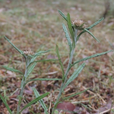 Euchiton sphaericus (Star Cudweed) at Pollinator-friendly garden Conder - 16 Dec 2020 by michaelb