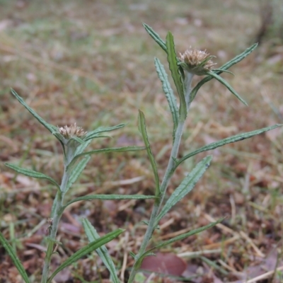 Euchiton sphaericus (Star Cudweed) at Conder, ACT - 16 Dec 2020 by michaelb